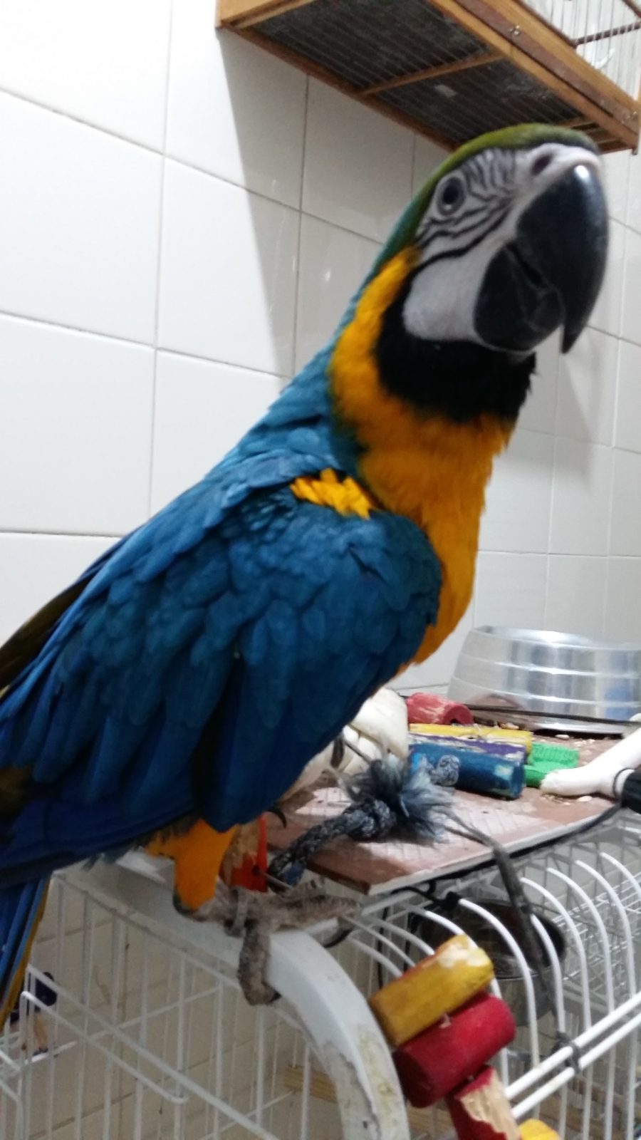 Arara azul e amarela da loja