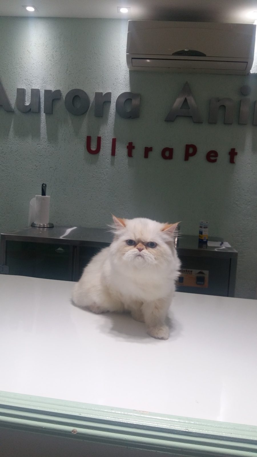 Gato persa branco no balcão