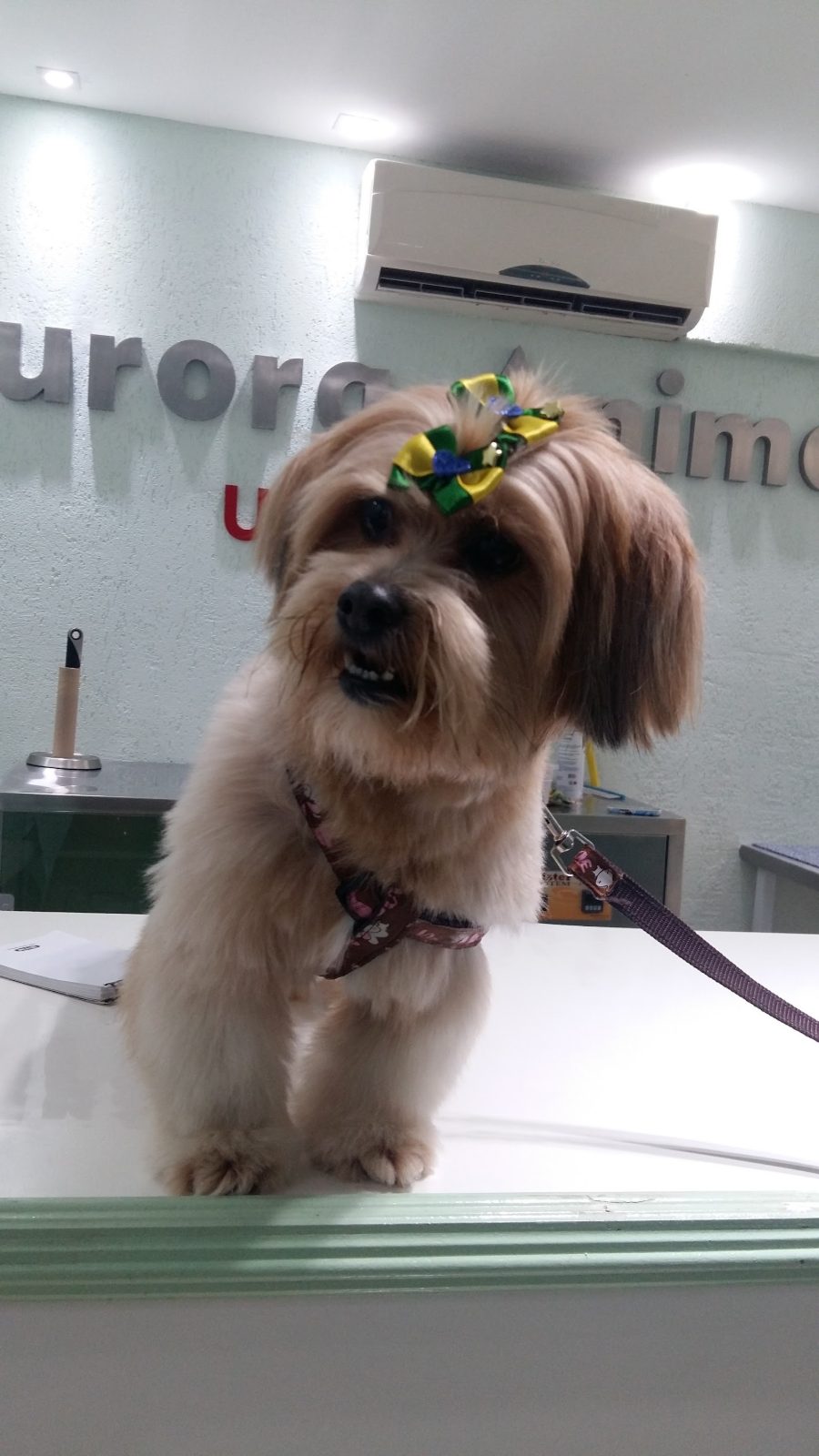 Cachorro com laço no balcão do Aurora Animal UltraPet