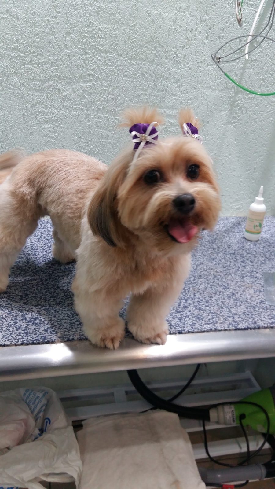 Cachorrinho de pelo dourado com lacinhos depois do banho e tosa