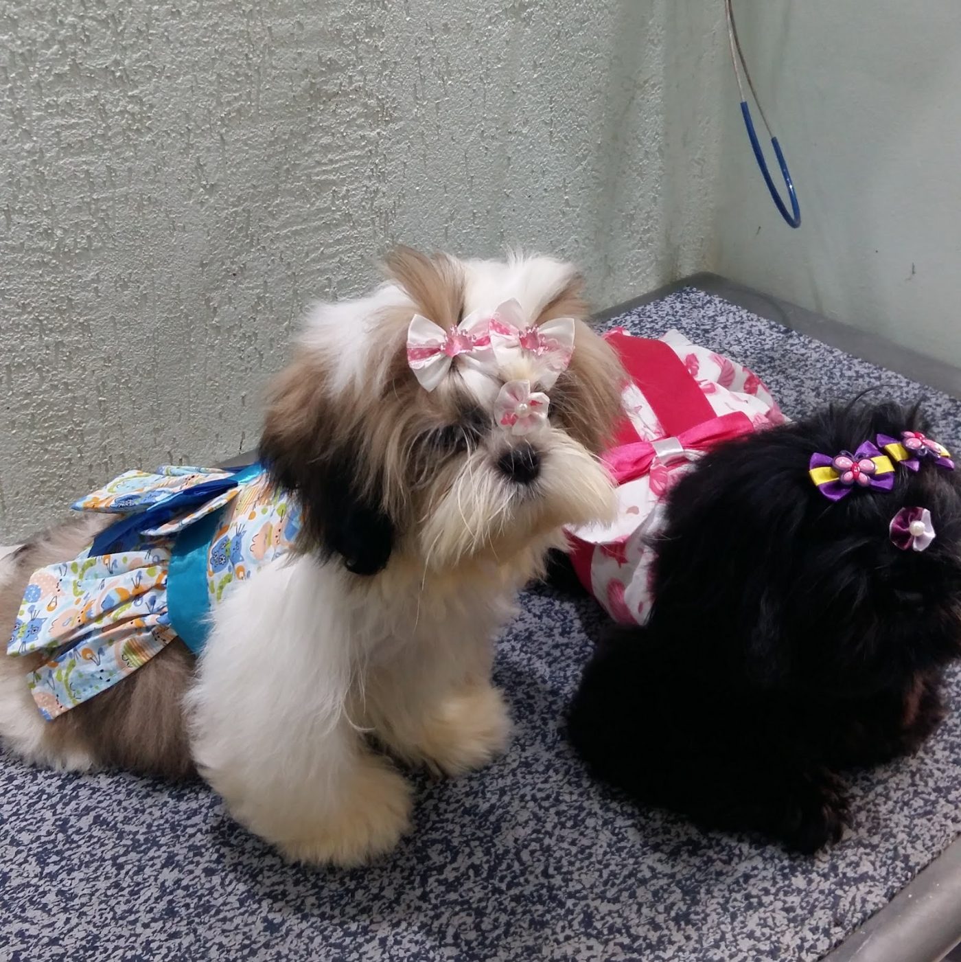 Dois cães com roupinhas e laços