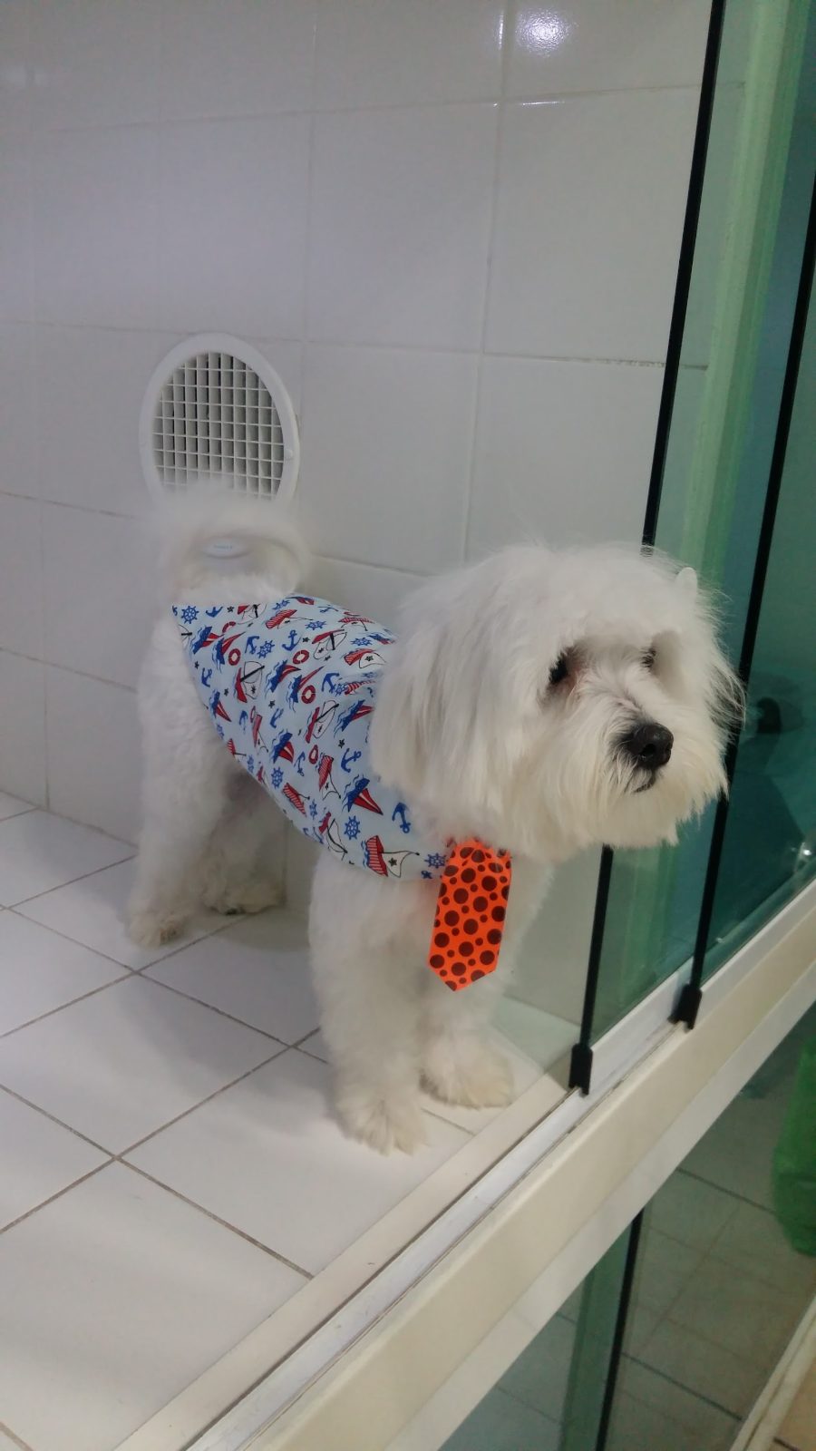 Cachorro branco usando roupinha