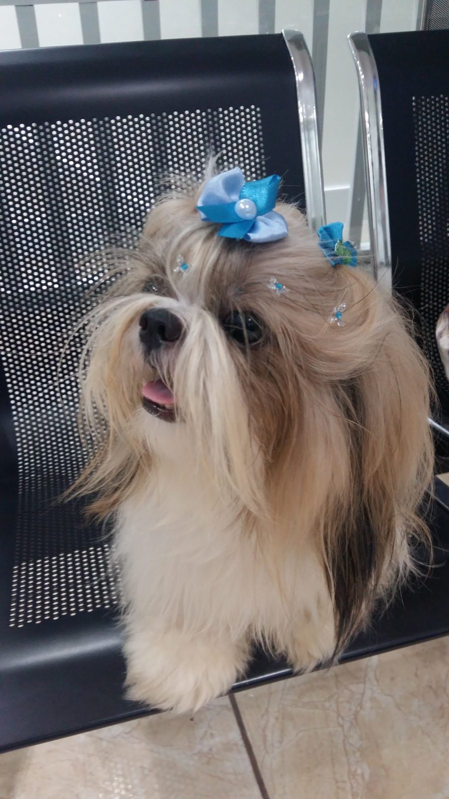 Shih tzu com laço azul
