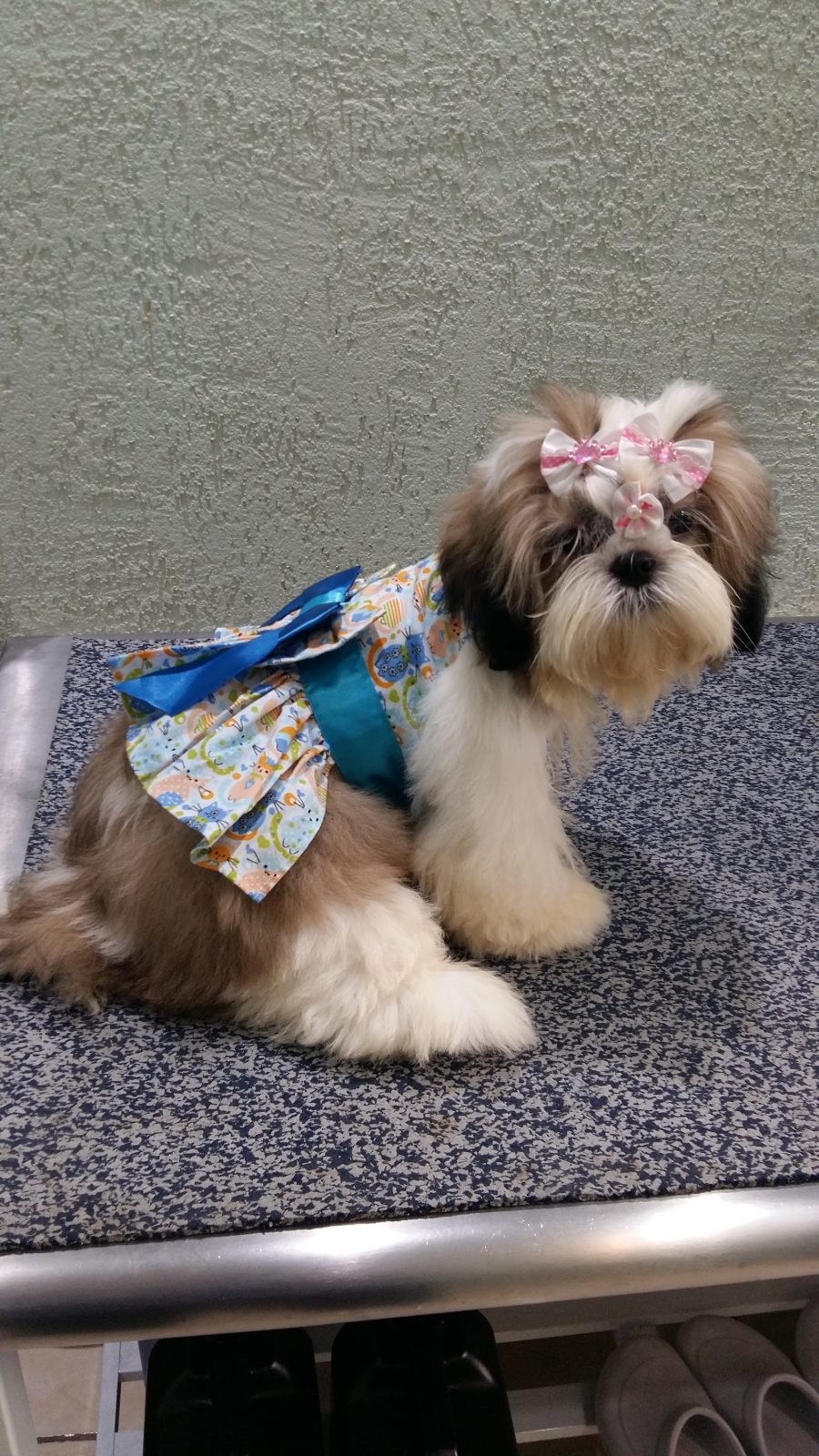 Shih tzu com roupinha e laços depois da tosa