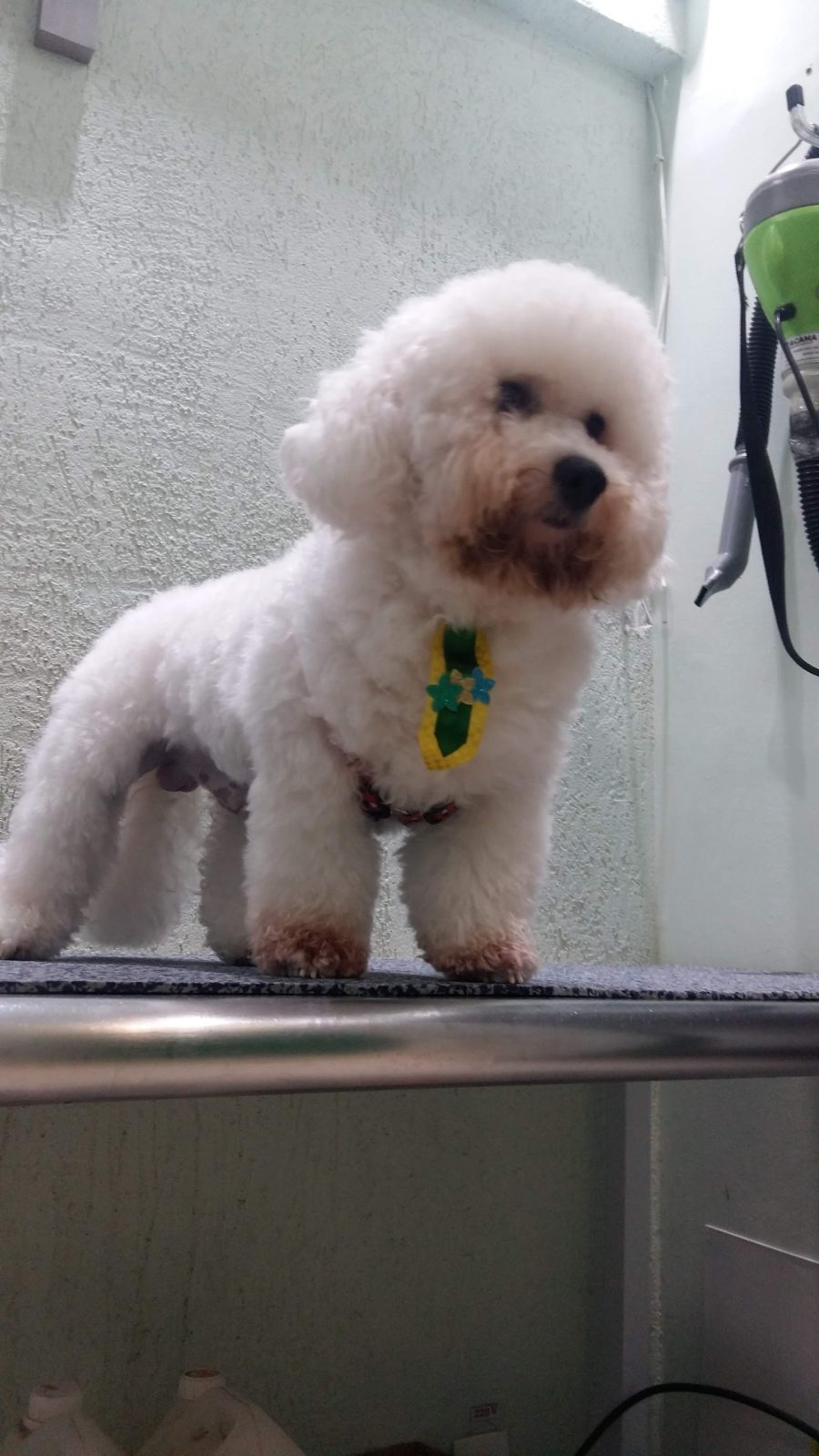 Cachorro branco de pelo fofo depois da tosa